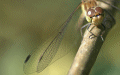 dragonfly2.jpg