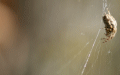 Spider1.JPG