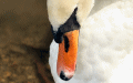 swan2.JPG
