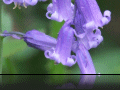 Bluebell4.jpg