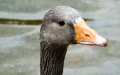 goose.jpg