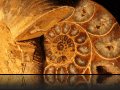 Ammonite3.jpg