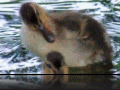 Ducklings.jpg