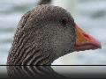 Goose3.jpg