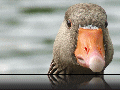 Goose4.jpg